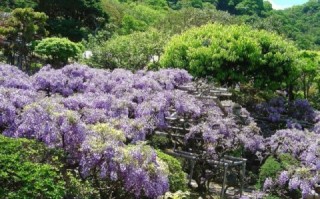 宝寿園藤棚